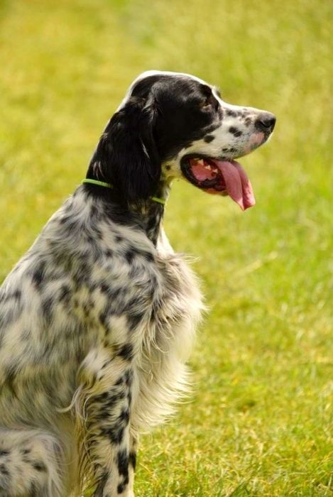 English  setter / Rose del Wind