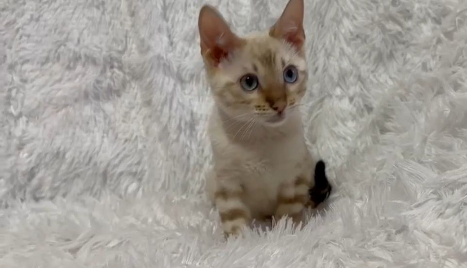 Бенгальский кот кошка