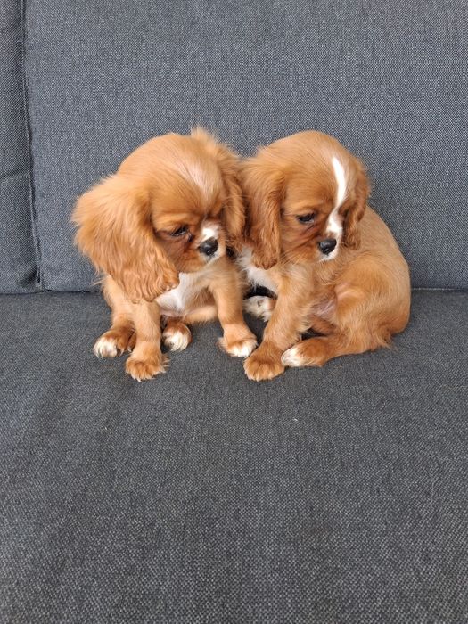 Cavalier King Charles Spaniel - pies ! OSTATNI