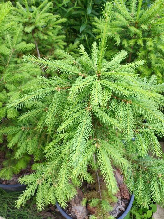 Ялина Європейська, Ель Европейская