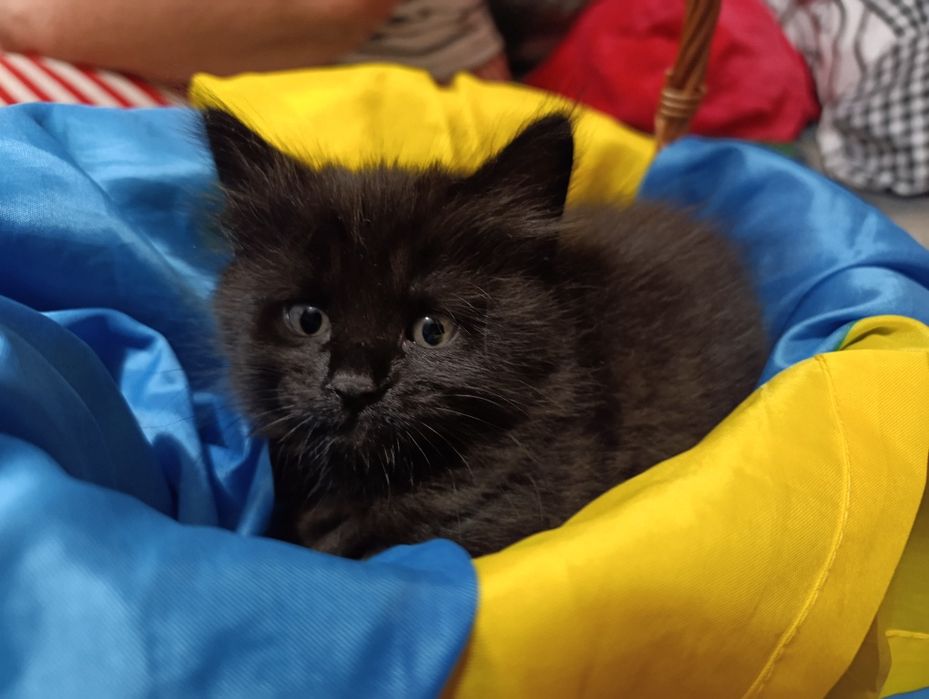Кошенята шукають дім