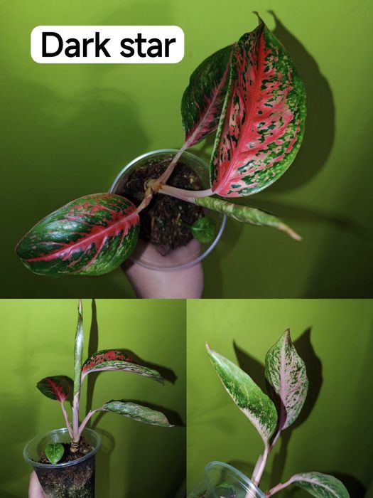 Аглаонеми Lemon Mint, Grand blossom, Spicy pink, Guava pink