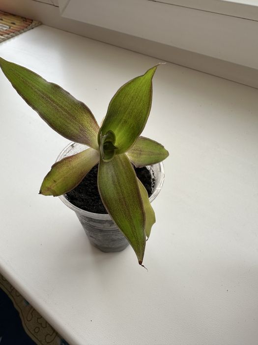 Продам отростки цветка «Золотой Ус»