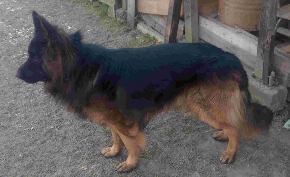 Owczarek niemiecki długowłosy