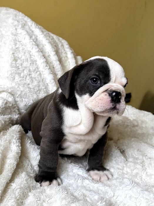 Buldog Angielski suczka. Niebieska