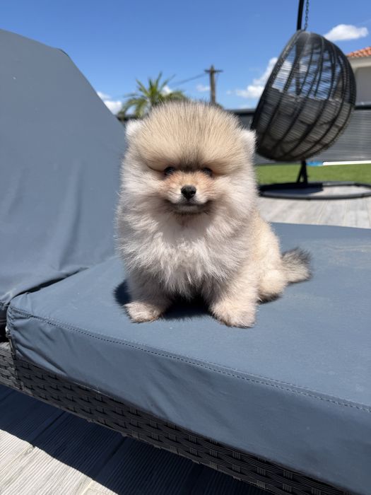 Spitz alemao menino fantastico