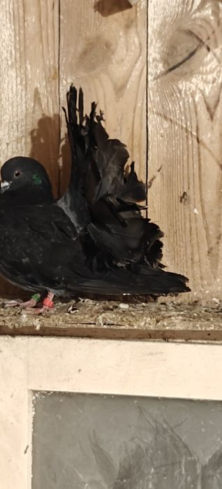 Samczyki do oddania .