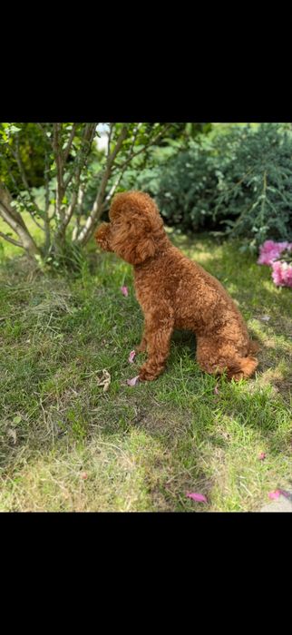 Закордон пудель доставка