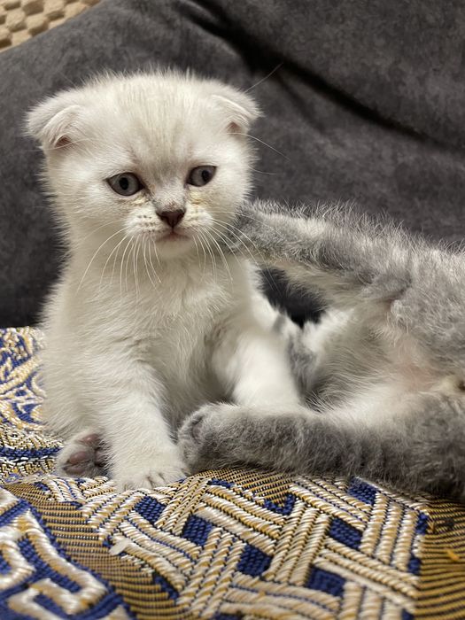 Чистокровні шотландці срібна шиншила