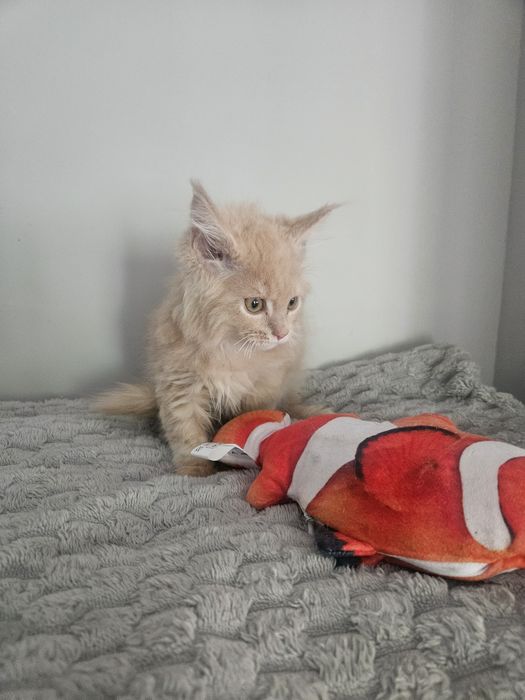 Maine Coon kremowy kocur