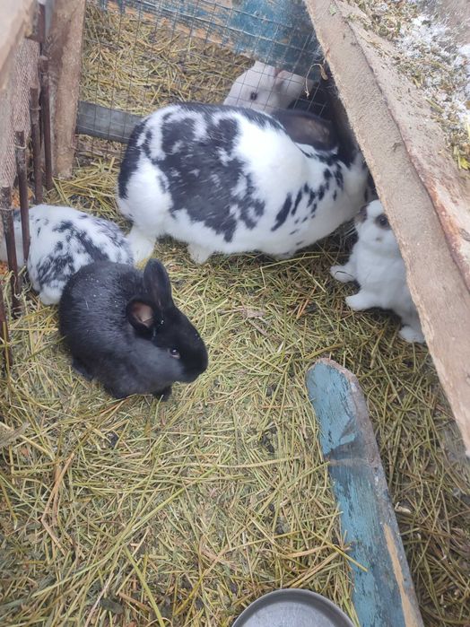 Кролики, шиншила зі строкачем