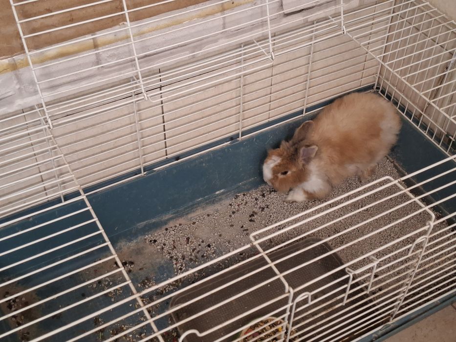 Dou coelho anão c/3 anos