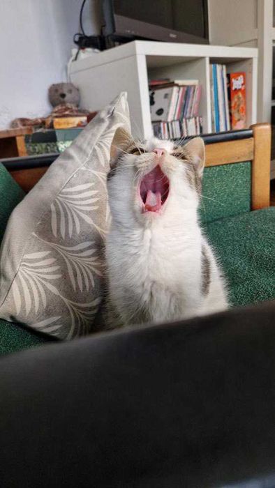 Koci Maluch Tościk do adopcji (dokocenie)