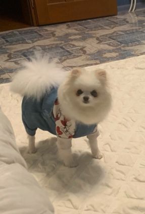 Померанський шпіц дівчинка……..