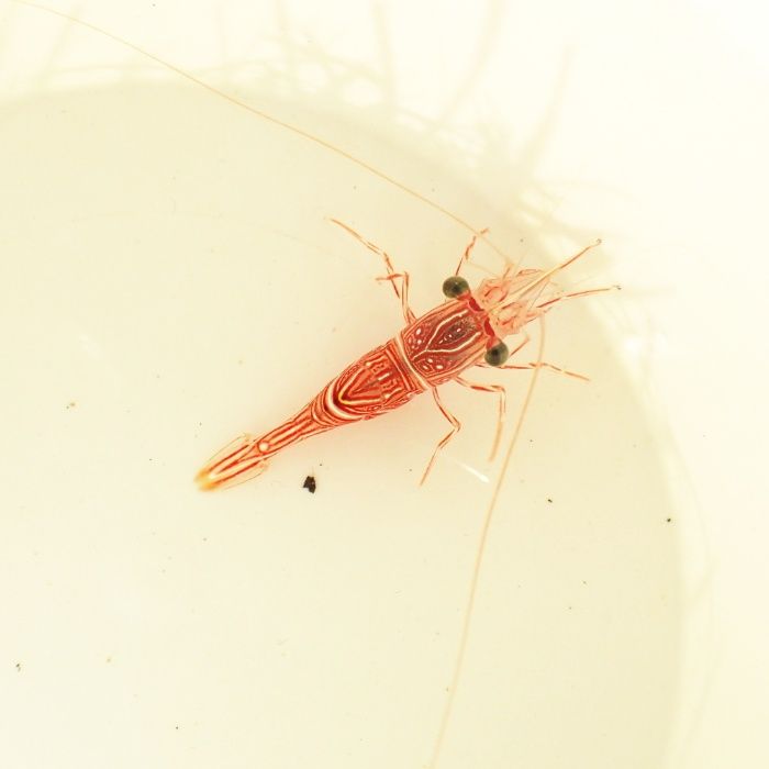Krewetka Rhynchocinetes durbanensis - akwarium morskie