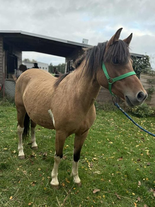 Polski kuc wierzchowy