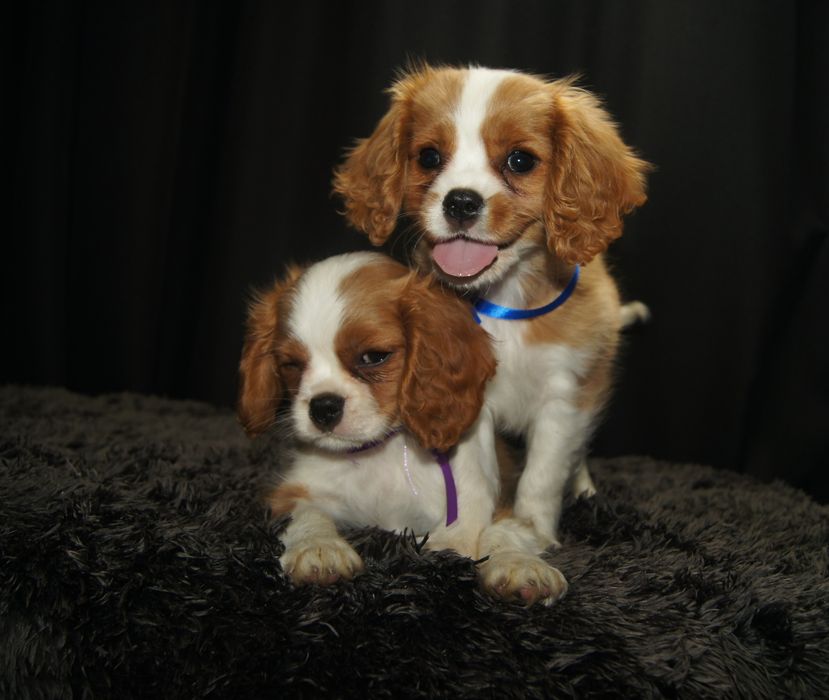 Cavalier King Charles spaniel