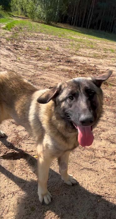 Fado w schronisku w lututowie aktualne