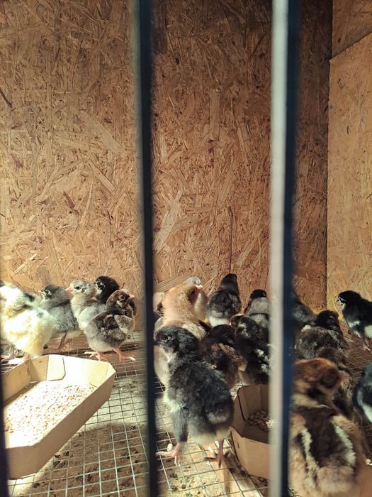 Sprzedam pisklęta austrolorp. HWayandotte, kochin  olbrzymie