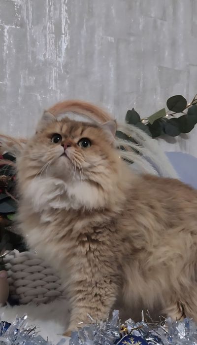 Шотландський хлопчик золота шиншила