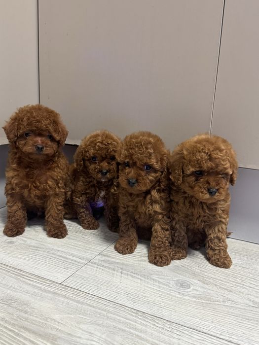 Той пудель ред браун