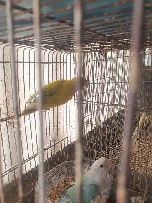 Agapornis casais disponiveis preço por cada casal