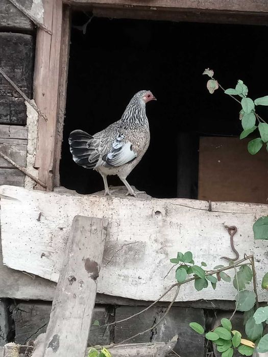 Продам парами (П+К) молодняк декоративних курочок Бентамок.