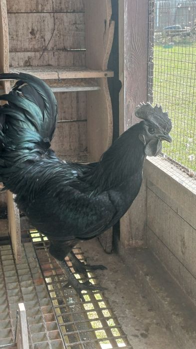 Koguty  Ayam cemani