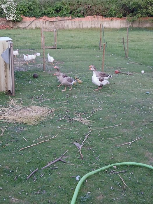 Gansos para vender
