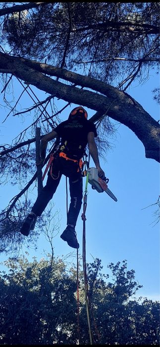 Corte e poda de árvores em altura