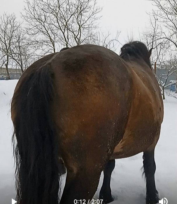 Продам молоду кобилу