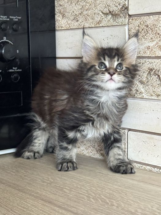 Продам( Торг ) котенка мейн-кун( девочка, черепаха) гентесты