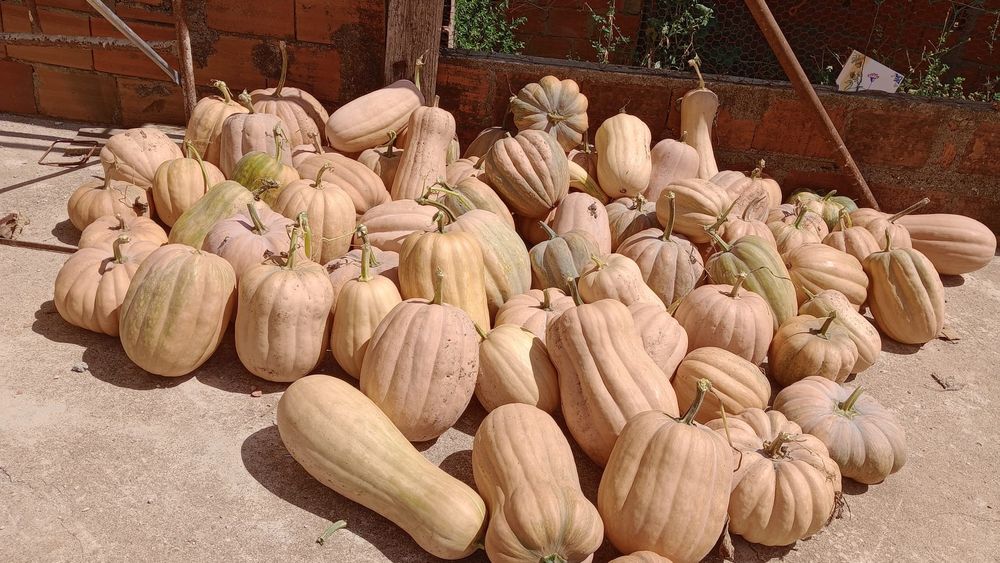 Vendo abóbora 0,70€ o Kg