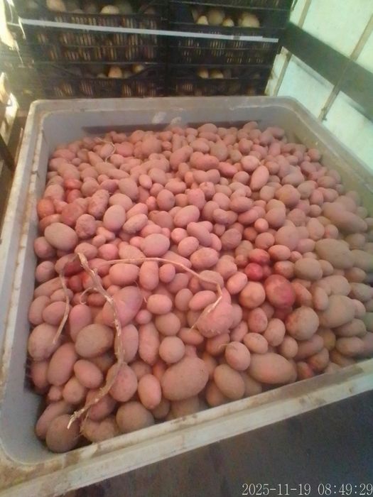 Batata Roxa Nova em quantidade