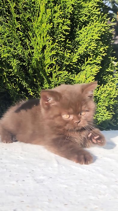 Британський котик Цинамон