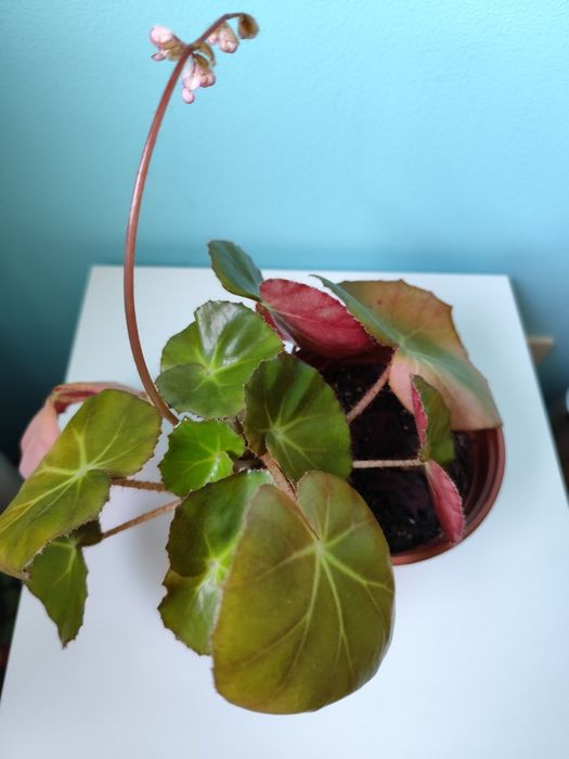 Begónia em vaso de 13 cm