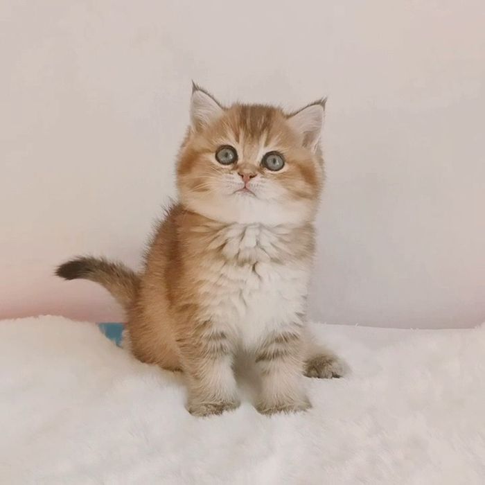 Британская девочка,золотая шиншилла.