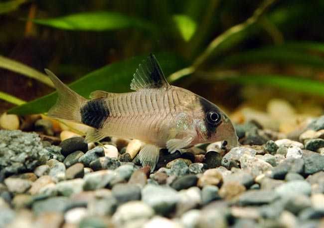 kirys Panda GRUBY KOCUR sklep zoologiczny rzeszów