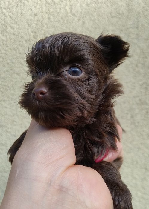 Yorkshire terrier brązowy suczka