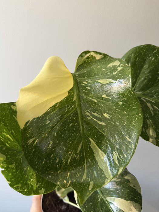 Monstera thai constellation
