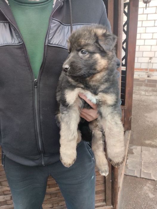 Продам цуценят Німецької вівчарки