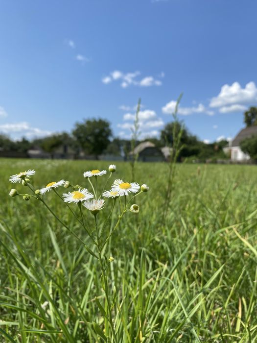 Продаж земельних ділянок 0,38 га Микуличі