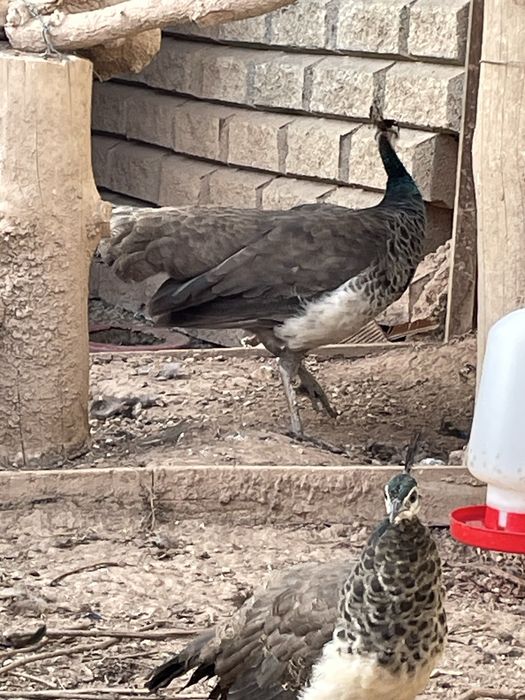 Pavões Azuis adultos