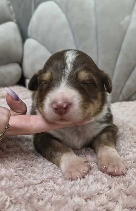 Owczarek Australijski – Piesek Red Tri – długi ogonek.