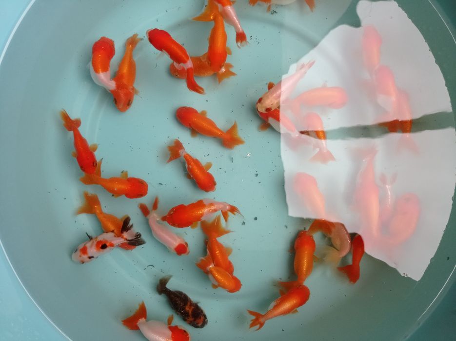 Orandas goldfish ranchus cabeça de leão
