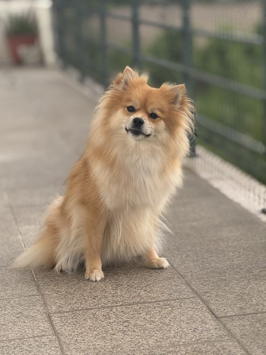 Spitz procura namordo