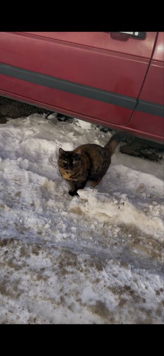 Кішка кіця черепашкова