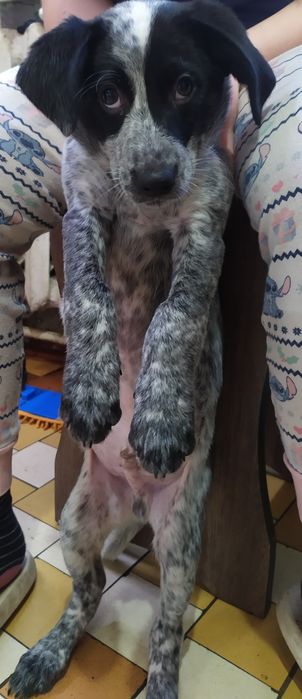 Цуценя  спаніеля