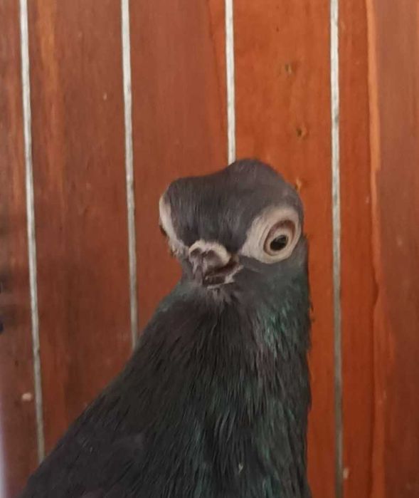 Gołebie ozdobne szek polski staluchy masciuchy