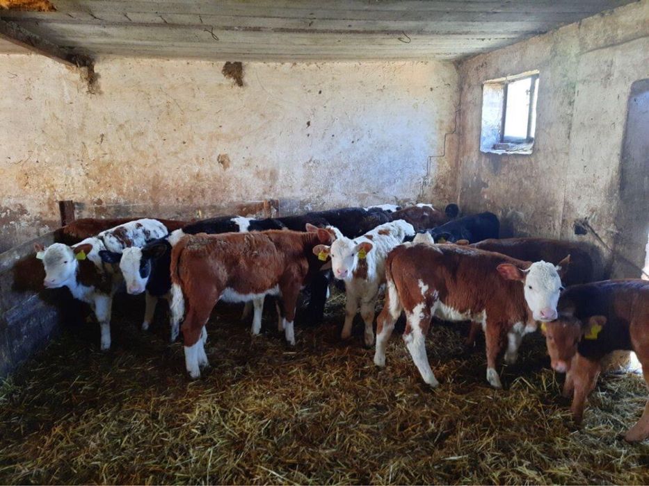 Byczki miesne oraz jałówki